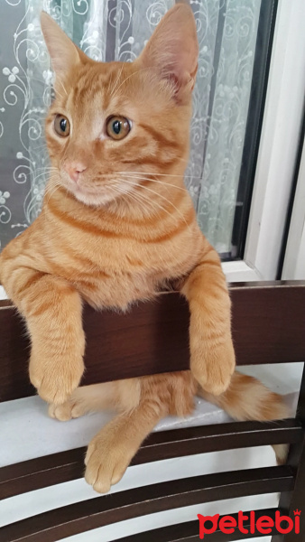 Tekir Kedi, Kedi  Gunes fotoğrafı