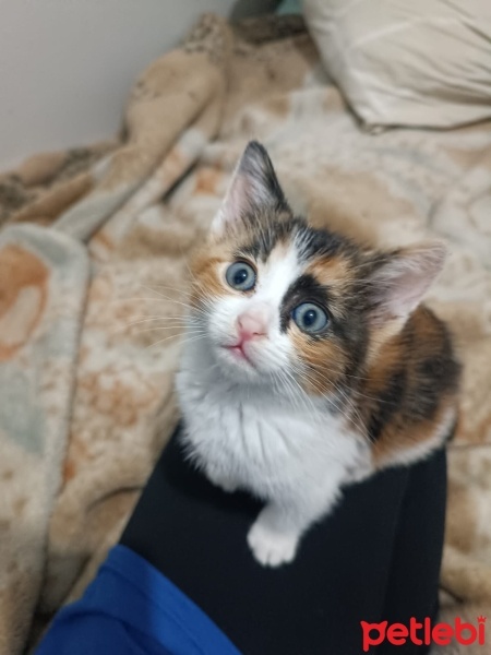 Tekir Kedi, Kedi  Gofret fotoğrafı
