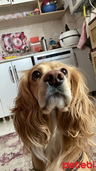 Amerikan Cocker Spaniel, Köpek  Bal fotoğrafı