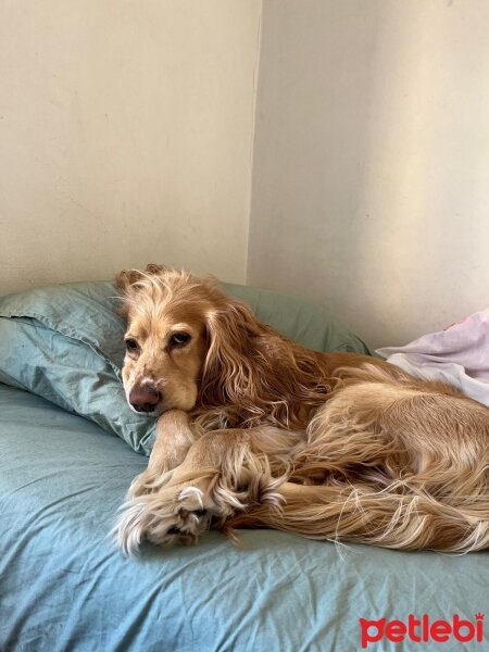 Amerikan Cocker Spaniel, Köpek  Bal fotoğrafı