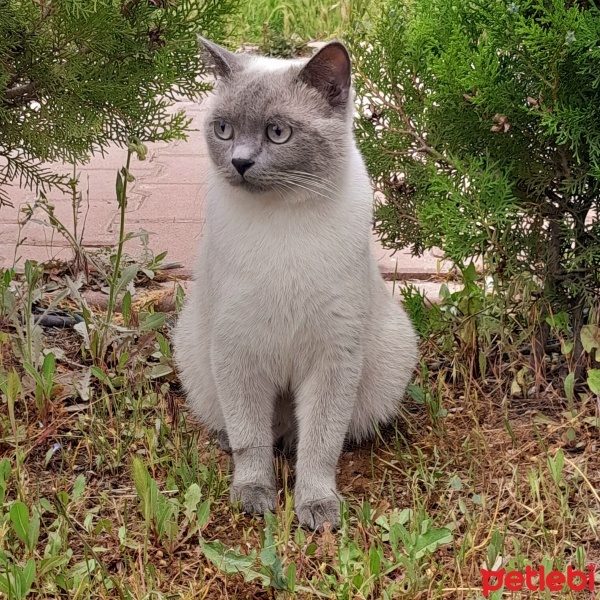 British Shorthair, Kedi  Duman fotoğrafı