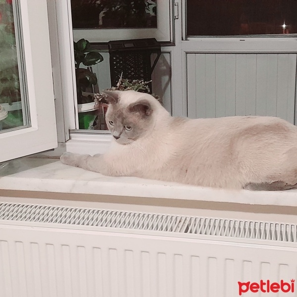 British Shorthair, Kedi  Duman fotoğrafı