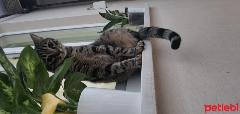 Tekir Kedi, Kedi  Rio fotoğrafı
