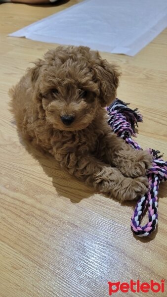 Poodle (Minyatür Kaniş), Köpek  Tofi fotoğrafı