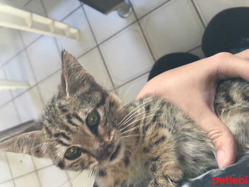 Tekir Kedi, Kedi  tiger fotoğrafı