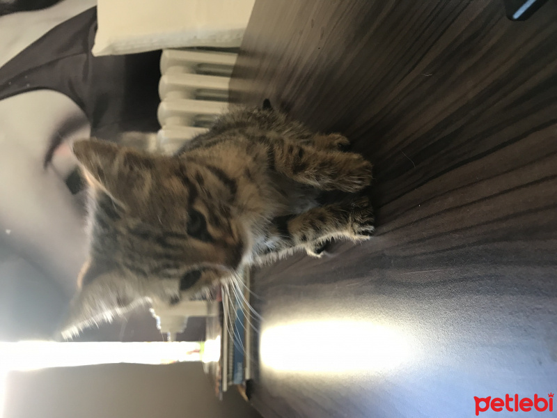 Tekir Kedi, Kedi  tiger fotoğrafı