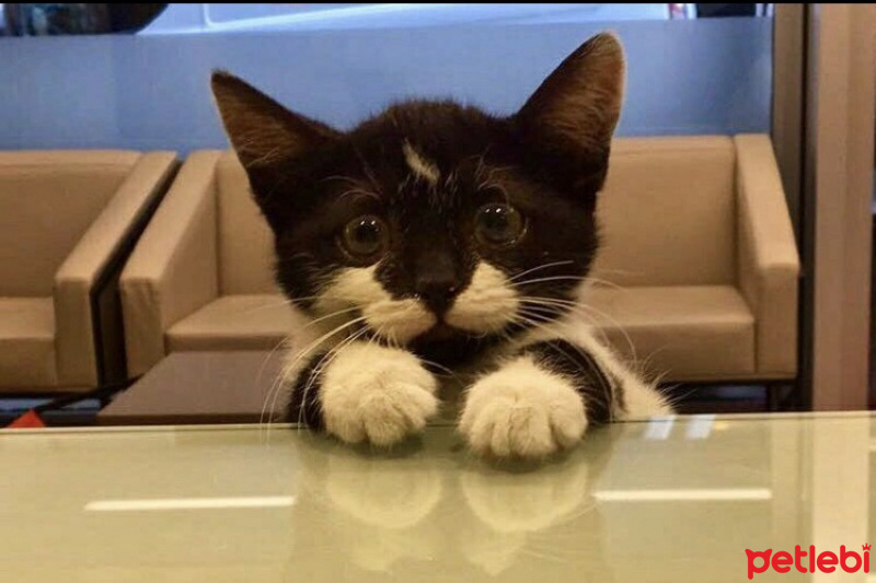 Tekir Kedi, Kedi  tiger fotoğrafı