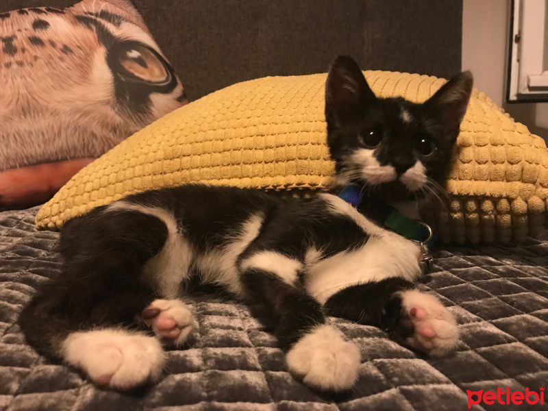 Tekir Kedi, Kedi  tiger fotoğrafı