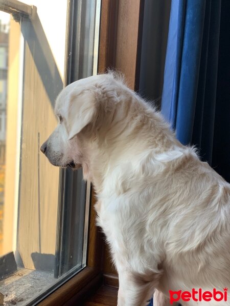 Golden Retriever, Köpek  Ares fotoğrafı