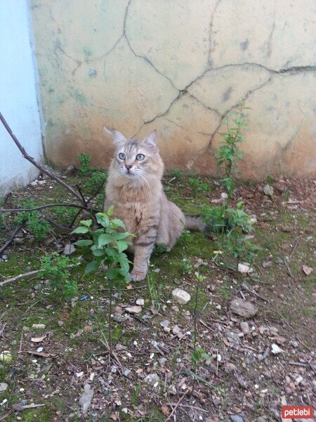 Tekir Kedi, Kedi  LOKUM fotoğrafı