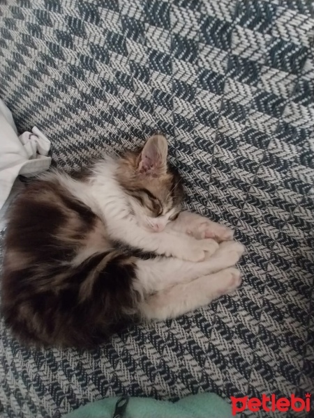 Norwegian Forest, Kedi  Karaca fotoğrafı