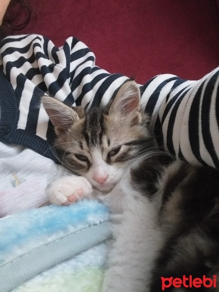 Norwegian Forest, Kedi  Karaca fotoğrafı