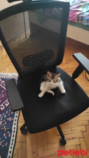 Norwegian Forest, Kedi  Karaca fotoğrafı