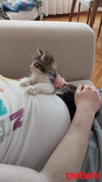 Norwegian Forest, Kedi  Karaca fotoğrafı