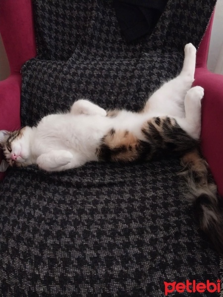 Norwegian Forest, Kedi  Karaca fotoğrafı