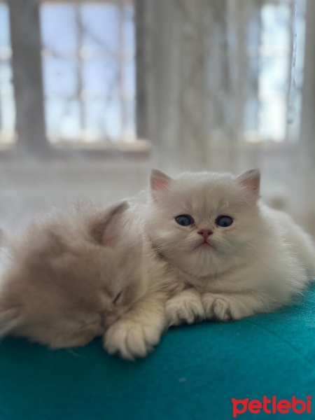 British Longhair, Kedi  bulut fotoğrafı