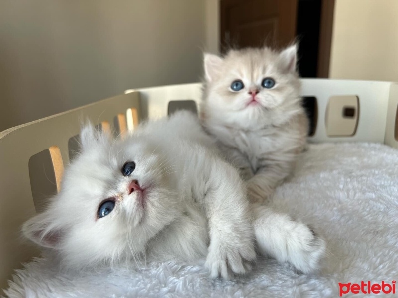 British Longhair, Kedi  bulut fotoğrafı