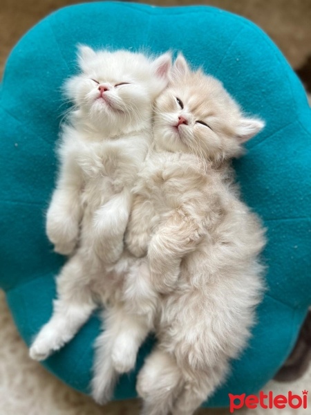 British Longhair, Kedi  bulut fotoğrafı