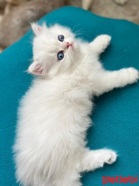 British Longhair, Kedi  bulut fotoğrafı