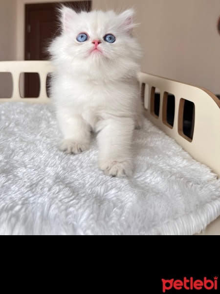 British Longhair, Kedi  bulut fotoğrafı
