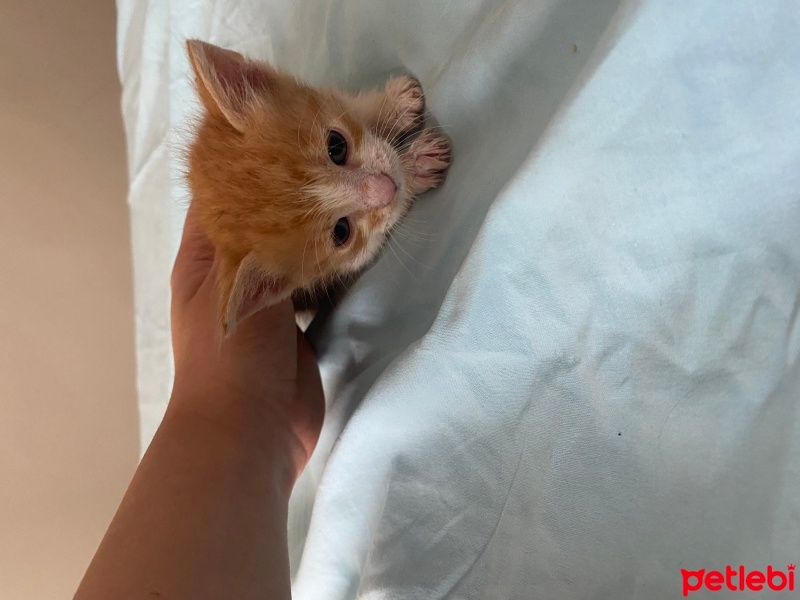 Tekir Kedi, Kedi  Adı yok fotoğrafı