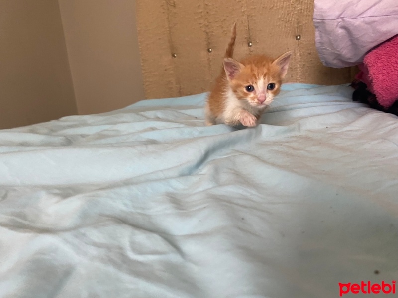 Tekir Kedi, Kedi  Adı yok fotoğrafı