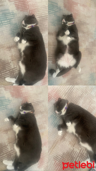 Scottish Fold, Kedi  DUMAN fotoğrafı