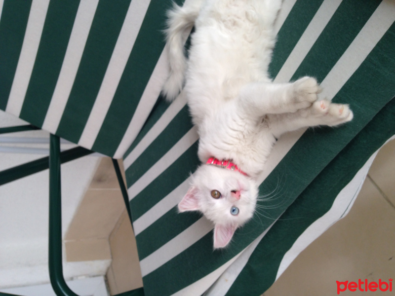 Van Kedisi, Kedi  Pamuk Şeker fotoğrafı