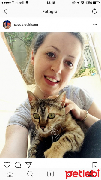 Tekir Kedi, Kedi  Minnoş fotoğrafı