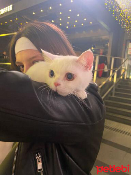 British Shorthair, Kedi  Beyaz fotoğrafı