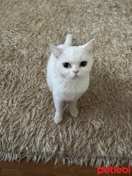 British Shorthair, Kedi  Beyaz fotoğrafı