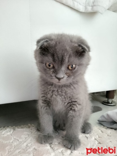 Scottish Fold, Kedi  Duman fotoğrafı