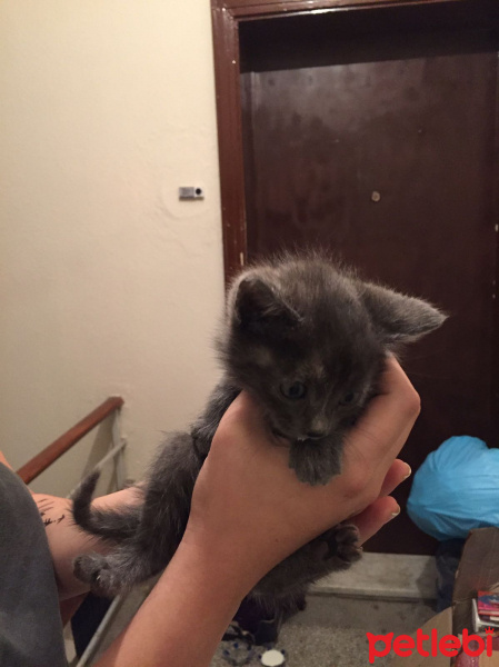 Tekir Kedi, Kedi  Duman fotoğrafı
