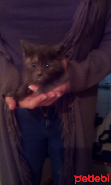 Tekir Kedi, Kedi  Duman fotoğrafı