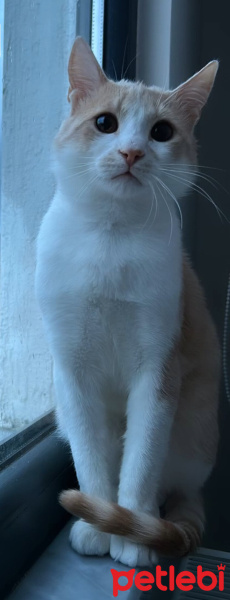 Tekir Kedi, Kedi  Güneş fotoğrafı