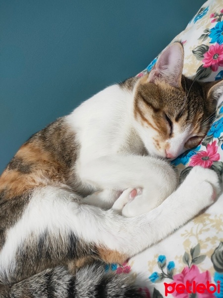 Tekir Kedi, Kedi  Casper fotoğrafı