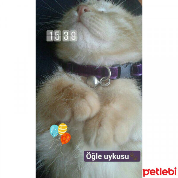  Kedi  Badem fotoğrafı