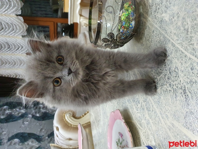 British Longhair, Kedi  Pars fotoğrafı