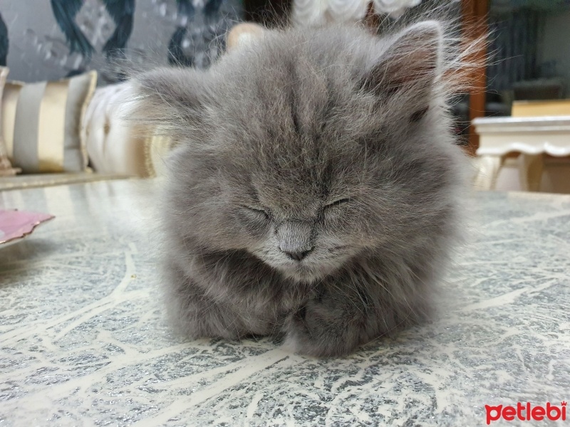 British Longhair, Kedi  Pars fotoğrafı