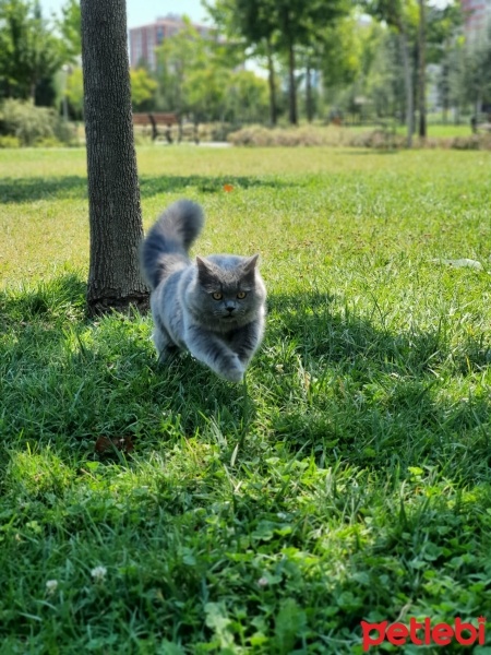 British Longhair, Kedi  Pars fotoğrafı