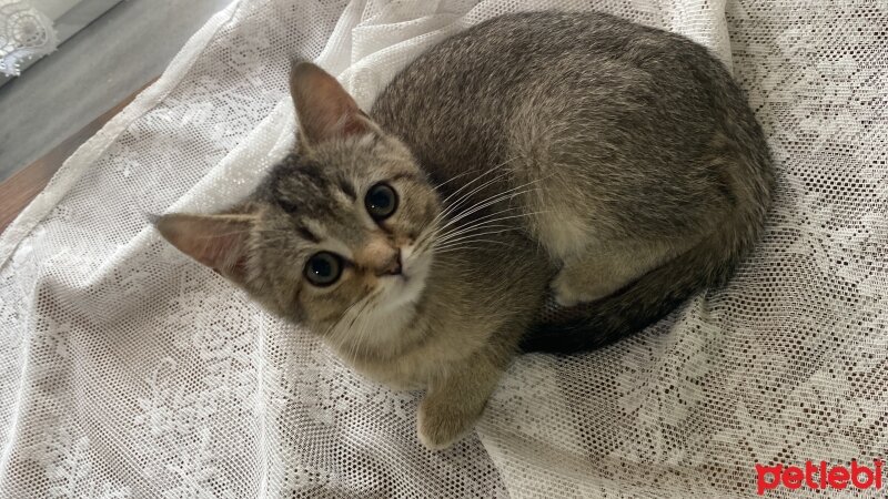 British Shorthair, Kedi  behlül fotoğrafı