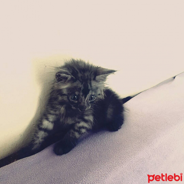 Maine Coon, Kedi  Benjamin fotoğrafı