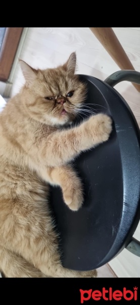 İran Kedisi (Persian), Kedi  TOFY fotoğrafı