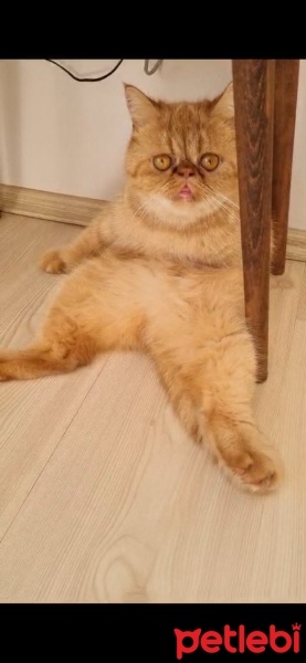 İran Kedisi (Persian), Kedi  TOFY fotoğrafı