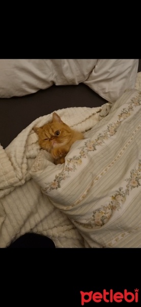 İran Kedisi (Persian), Kedi  TOFY fotoğrafı