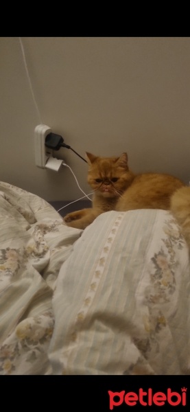 İran Kedisi (Persian), Kedi  TOFY fotoğrafı