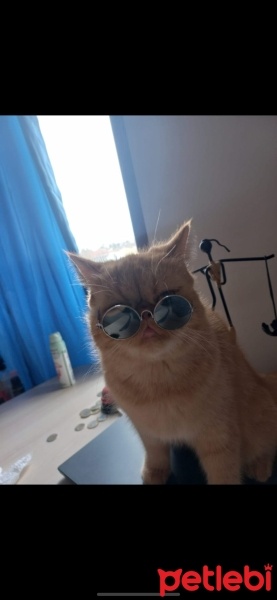 İran Kedisi (Persian), Kedi  TOFY fotoğrafı