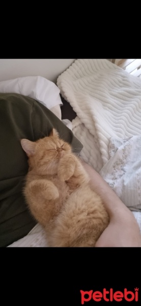İran Kedisi (Persian), Kedi  TOFY fotoğrafı