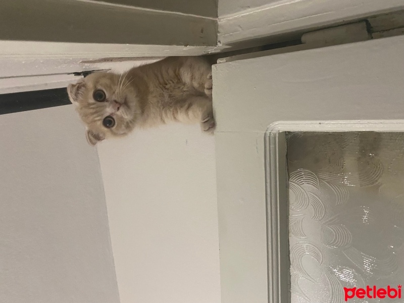Scottish Fold, Kedi  Luca fotoğrafı