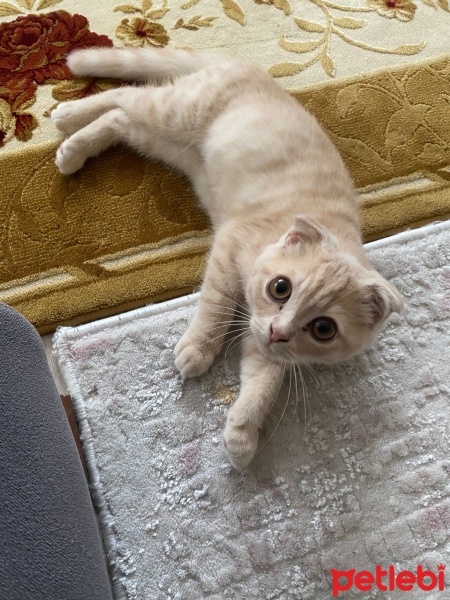Scottish Fold, Kedi  Luca fotoğrafı
